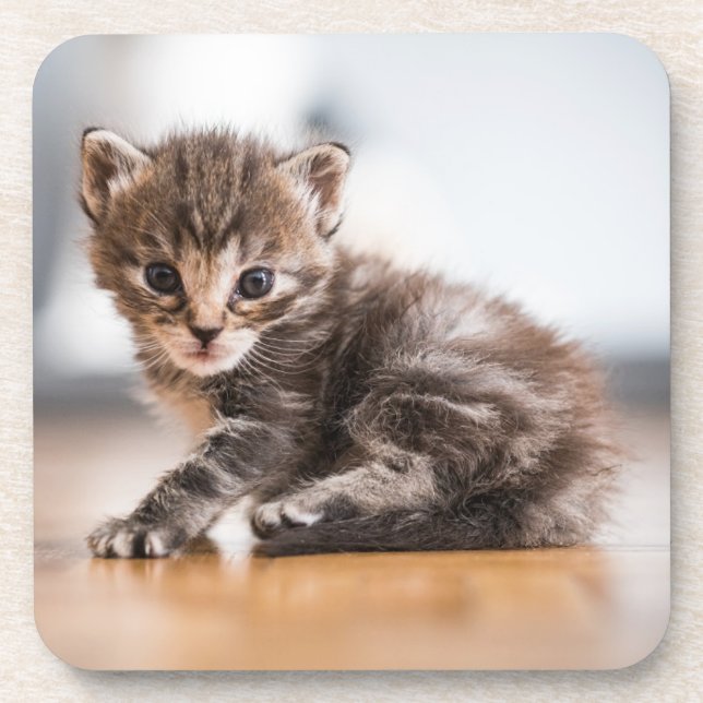 Cutest Baby Animals | Tiny Tabby Kitten Coaster (Front)