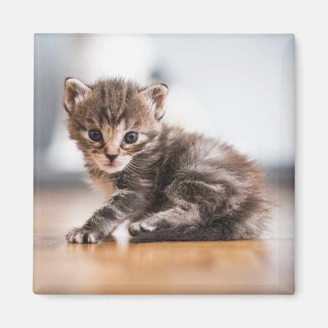 Cutest Baby Animals | Tiny Tabby Kitten Magnet (Front)