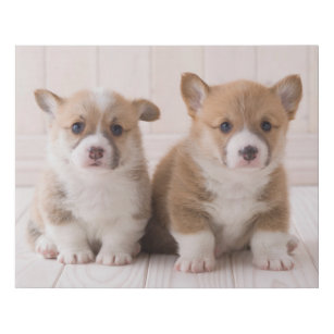 Cutest Baby Animals   Two Baby Corgis Sitting Faux Canvas Print