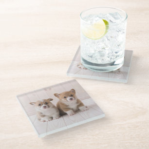Cutest Baby Animals Two Baby Corgis Sitting Glass Coaster