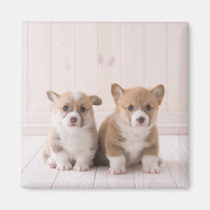 Cutest Baby Animals Two Baby Corgis Sitting Magnet
