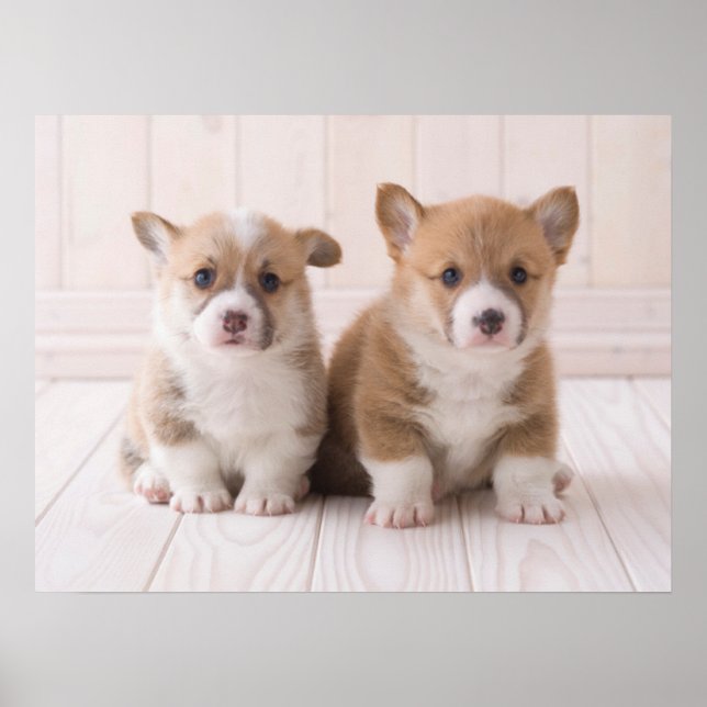 Cutest Baby Animals | Two Baby Corgis Sitting Poster (Front)