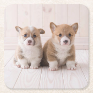 Cutest Baby Animals Two Baby Corgis Sitting Square Paper Coaster