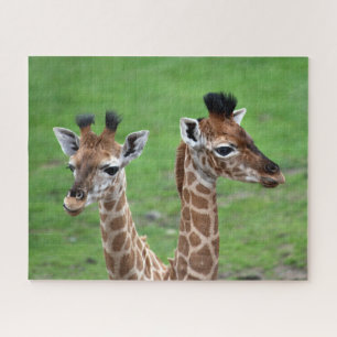 Cutest Baby Animals Two Baby Giraffes Jigsaw Puzzle