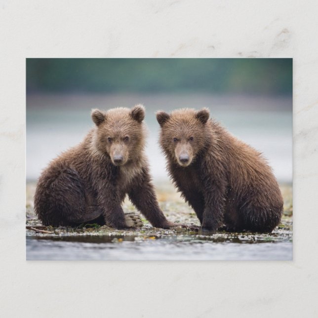 Cutest Baby Animals | Two Bear Cubs Postcard (Front)