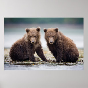 Cutest Baby Animals Two Bear Cubs Poster