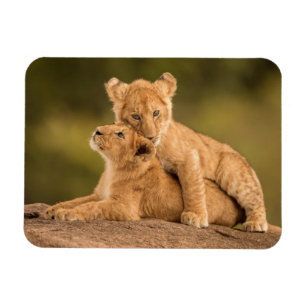 Cutest Baby Animals Two Lion Cubs Magnet