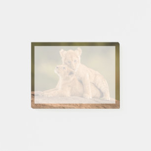 Cutest Baby Animals   Two Lion Cubs Post-it Notes