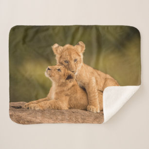 Cutest Baby Animals Two Lion Cubs Sherpa Blanket