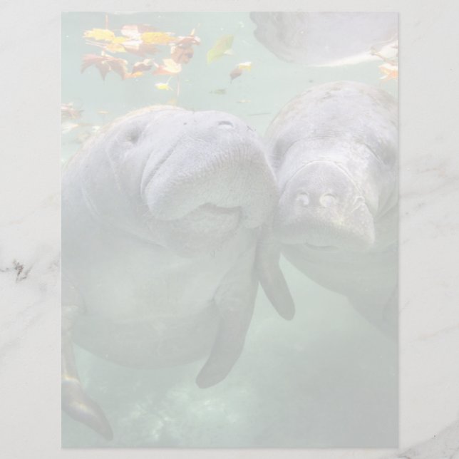 Cutest Baby Animals | Two Manatees (Front)