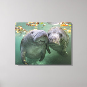 Cutest Baby Animals   Two Manatees Canvas Print