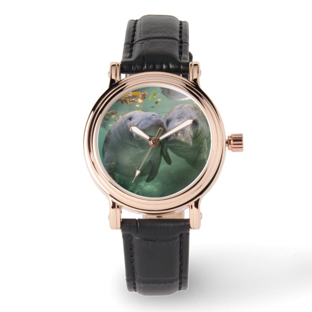 Cutest Baby Animals | Two Manatees Watch (Front)