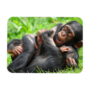Cutest Baby Animals Two Young Chimpanzees Magnet