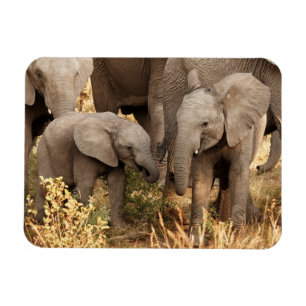 Cutest Baby Animals Two Young Elephants Magnet
