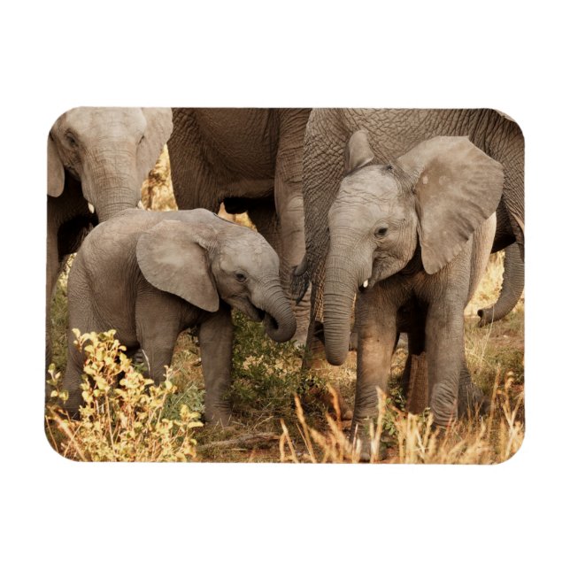 Cutest Baby Animals | Two Young Elephants Magnet (Horizontal)