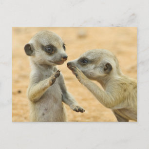 Cutest Baby Animals Two Young Meerkats Postcard