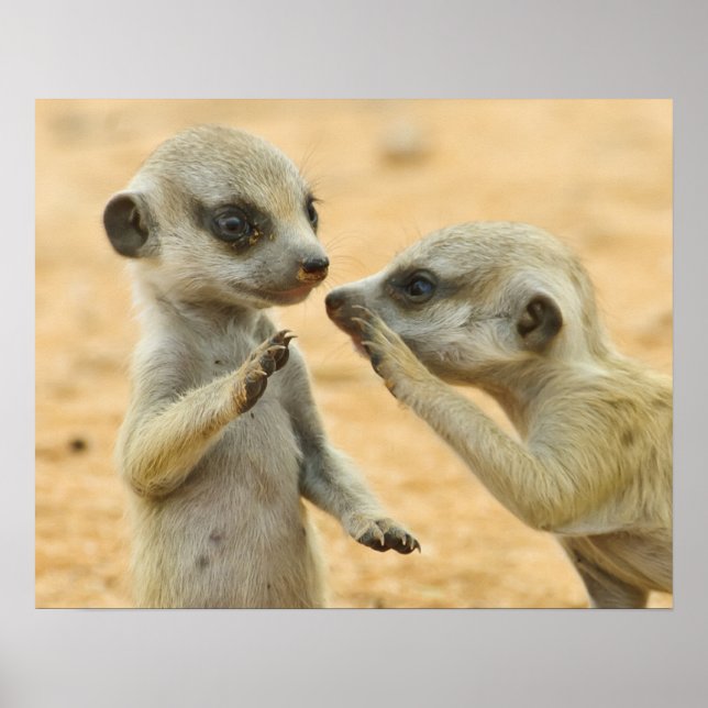 Cutest Baby Animals | Two Young Meerkats Poster (Front)