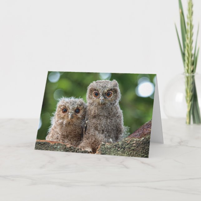 Cutest Baby Animals | Two Young Owls Card (Front)