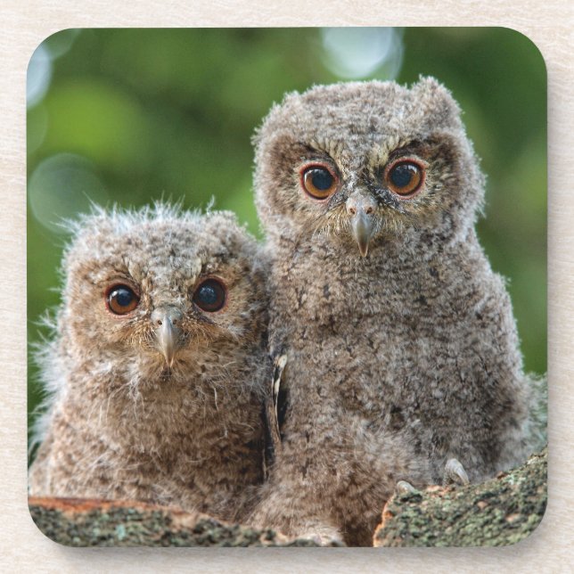 Cutest Baby Animals | Two Young Owls Coaster (Front)