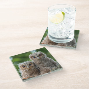 Cutest Baby Animals   Two Young Owls Glass Coaster