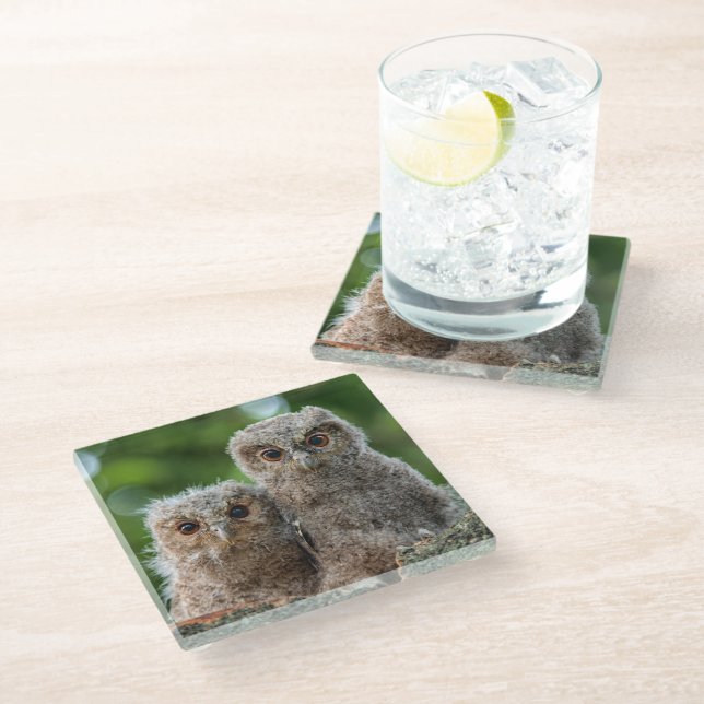 Cutest Baby Animals | Two Young Owls Glass Coaster (Angled)