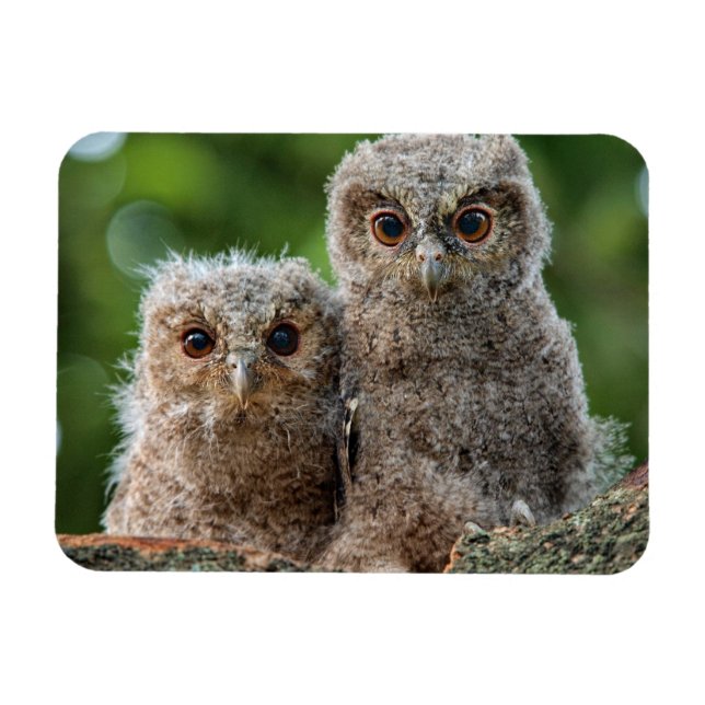 Cutest Baby Animals | Two Young Owls Magnet (Horizontal)