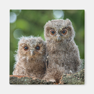 Cutest Baby Animals Two Young Owls Magnet