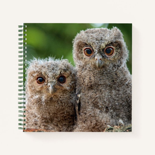 Cutest Baby Animals | Two Young Owls Notebook (Front)
