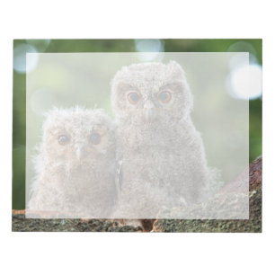 Cutest Baby Animals   Two Young Owls Notepad