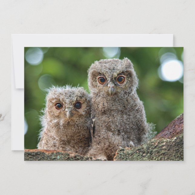 Cutest Baby Animals | Two Young Owls Thank You Card (Front)
