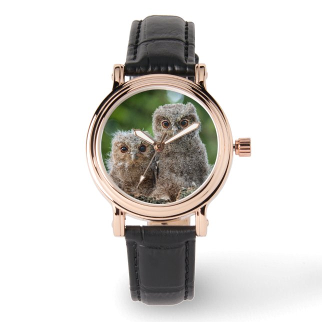 Cutest Baby Animals | Two Young Owls Watch (Front)