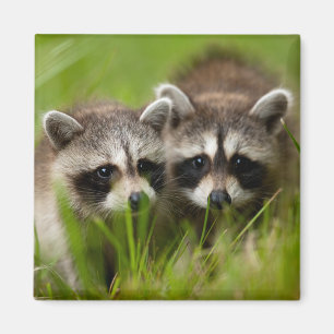 Cutest Baby Animals Two Young Raccoons Magnet