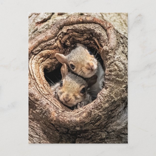 Cutest Baby Animals | Two Young Squirrels Postcard (Front)