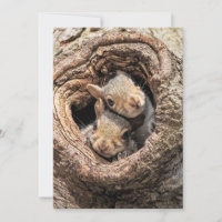 Cutest Baby Animals | Two Young Squirrels