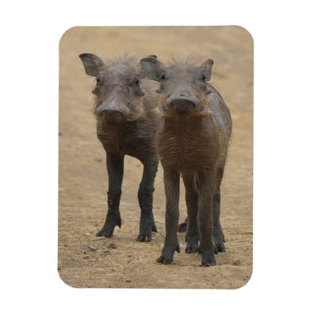 Cutest Baby Animals | Two Young Warthogs Magnet (Vertical)