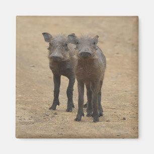 Cutest Baby Animals Two Young Warthogs Magnet