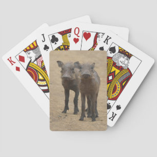 Cutest Baby Animals Two Young Warthogs Playing Cards