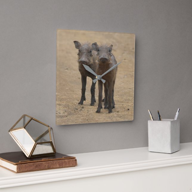 Cutest Baby Animals | Two Young Warthogs Square Wall Clock (Office)