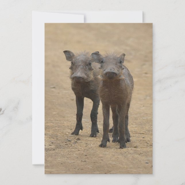 Cutest Baby Animals | Two Young Warthogs Thank You Card (Front)
