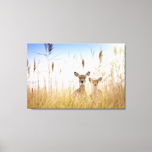 Cutest Baby Animals   Two Young White Tailed Deer Canvas Print