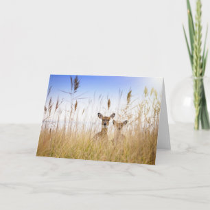 Cutest Baby Animals Two Young White Tailed Deer Card