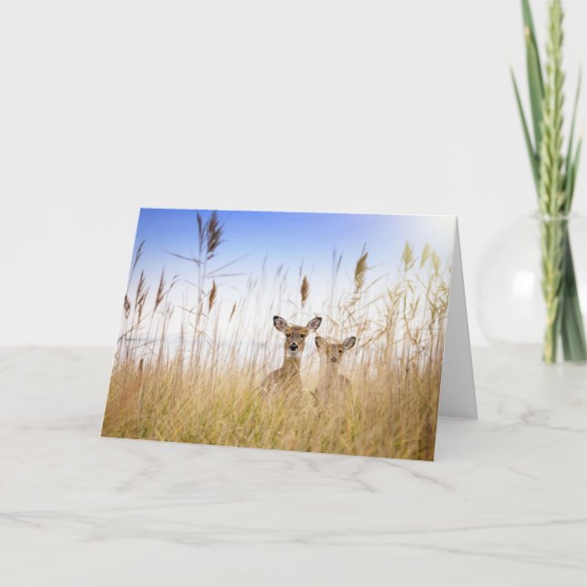 Cutest Baby Animals | Two Young White Tailed Deer Card (Front)
