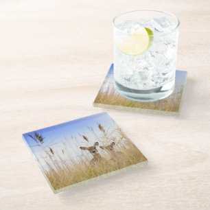 Cutest Baby Animals Two Young White Tailed Deer Glass Coaster