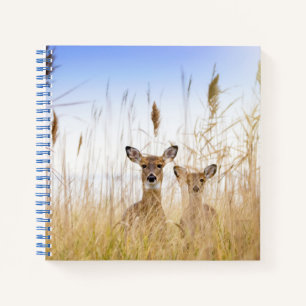 Cutest Baby Animals Two Young White Tailed Deer Notebook