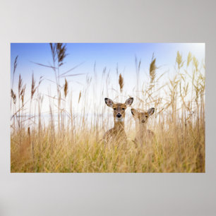 Cutest Baby Animals Two Young White Tailed Deer Poster