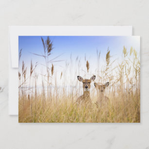Cutest Baby Animals   Two Young White Tailed Deer Thank You Card