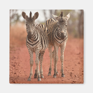 Cutest Baby Animals Two Young Zebras Magnet