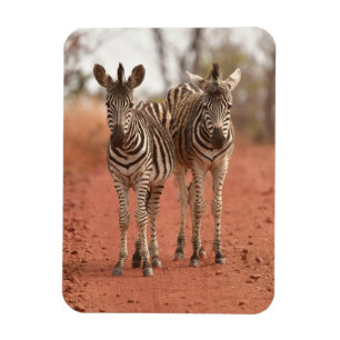 Cutest Baby Animals Two Young Zebras Magnet