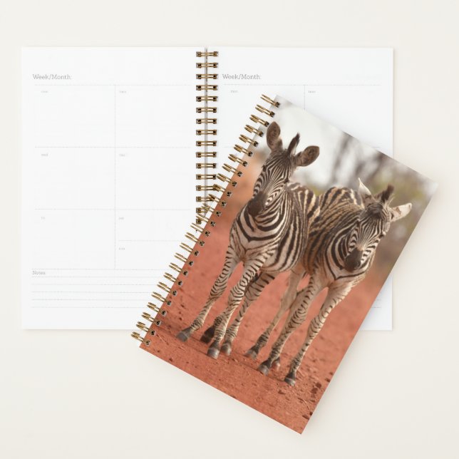 Cutest Baby Animals | Two Young Zebras Planner (Display)