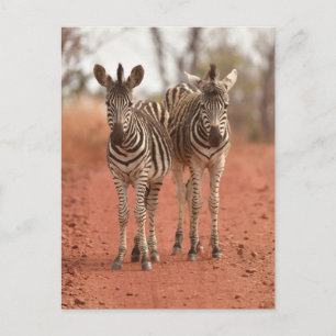 Cutest Baby Animals Two Young Zebras Postcard